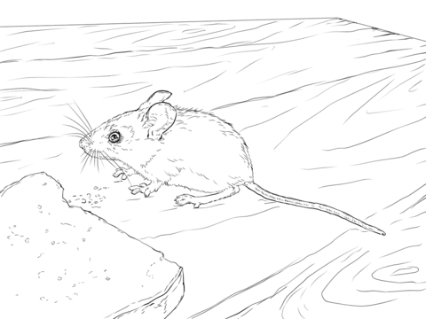 Wood Mouse Coloring Page